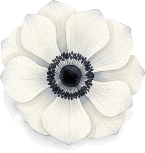 Anemone