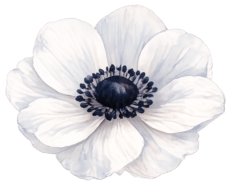 Anemone